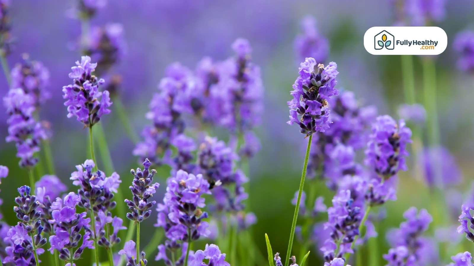 Fresh lavender blossoms with green stems in vibrant purple flower field