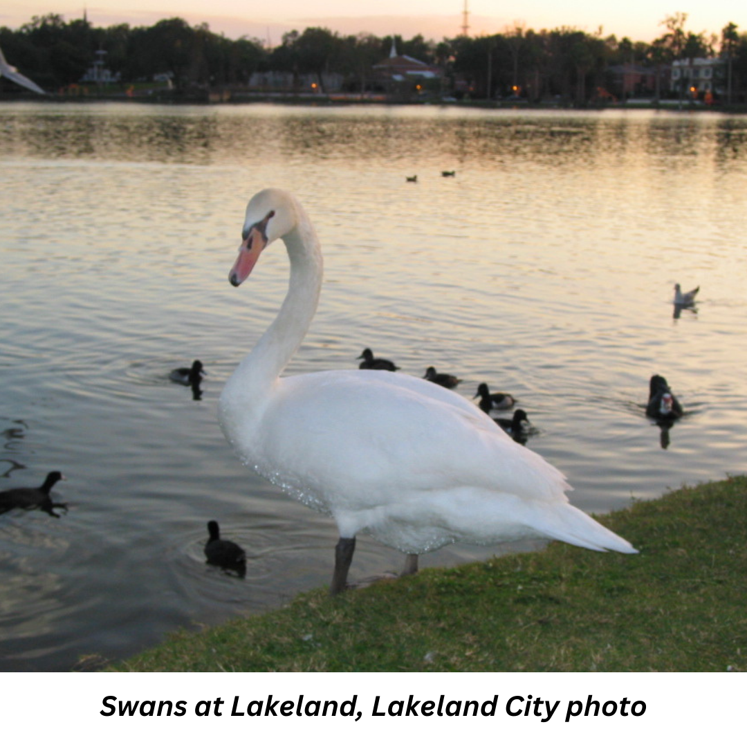 Swans at Lakeland, Lakeland City photo