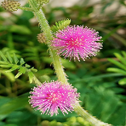 Shameplant Flower