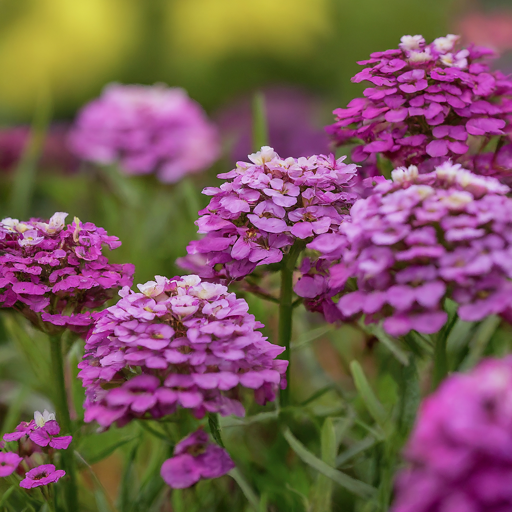 Persian Candy-Tuft in Your Garden