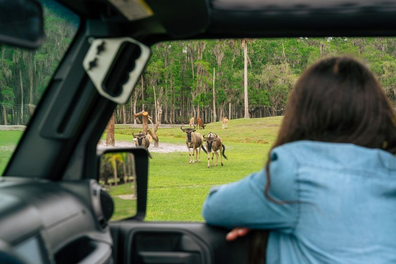 Woman looking out her car window at animals in the Drive-Thru Safari park.