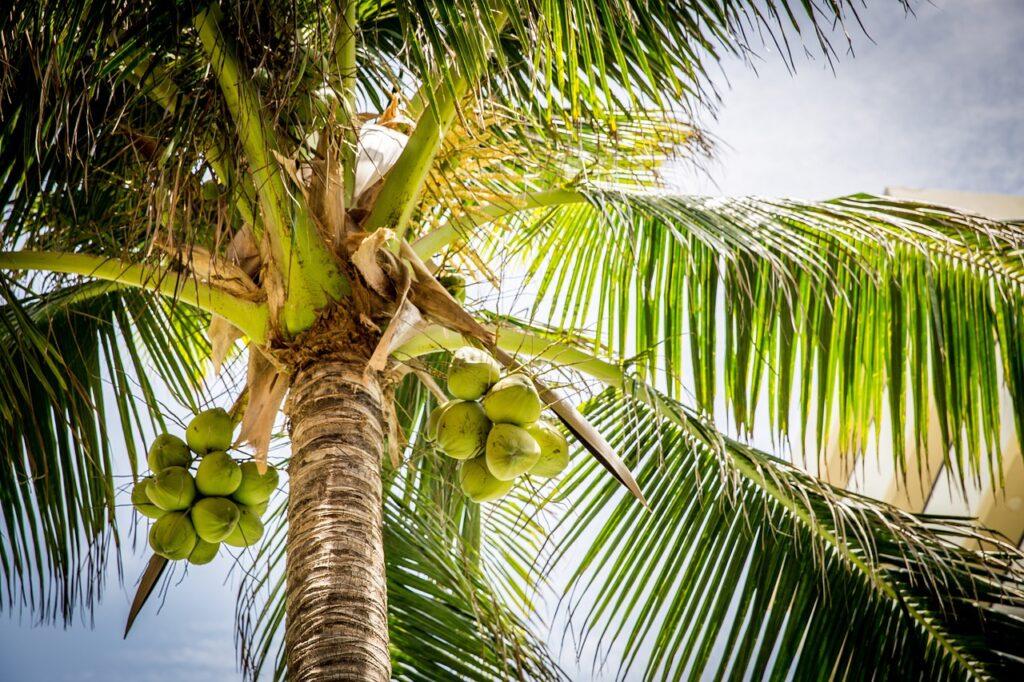 A palm tree with coconuts on it

Description automatically generated