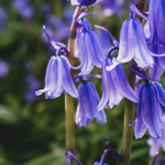 flowers names in hindi