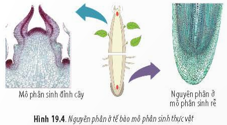 BÀI 19 - QUÁ TRÌNH PHÂN BÀOMỞ ĐẦUCâu 1: Cơ chế nào giúp một hợp tử phát triển thành cơ thể gồm rất nhiều tế bào có bộ nhiễm sắc thể giống nhau và giống bộ nhiễm sắc thể trong hợp tử ban đầu? Cơ chế nào giúp cơ thể tạo được sự đa dạng di truyền ở thế hệ sau của các loài sinh vật sinh sản hữu tính?Đáp án chuẩn:Cơ chế nguyên phân giúp hợp tử phát triển thành cơ thể có các tế bào có cùng bộ nhiễm sắc thể và giống với bộ nhiễm sắc thể trong hợp tử ban đầu. Cơ chế giảm phân và thụ tinh đóng vai trò trong việc tạo sự đa dạng di truyền ở thế hệ sau của các loài sinh vật sinh sản hữu tính.I. QUÁ TRÌNH NGUYÊN PHÂN (PHÂN BÀO NGUYÊN NHIỄM)Câu 1: Quan sát Hình 19.1 và cho biết: Quá trình nguyên phân gồm mấy kì?Đáp án chuẩn:4 kì.Câu 2: Quan sát Hình 19.1 và cho biết: Sau một lần nguyên phân thì thu được bao nhiêu tế bào từ một tế bào ban đầu?Đáp án chuẩn:- Thu được hai tế bào từ một tế bào ban đầu.Câu 3: Quan sát Hình 19.2 và cho biết: Giai đoạn phân chia nhân ở quá trình nguyên phân gồm các kì nào?Đáp án chuẩn:- Kì đầu, kì giữa, kì sau.Câu 4: Quan sát Hình 19.2 và cho biết: Trong các kì của nguyên phân, nhiễm sắc thể, thoi phân bào và màng nhân có sự thay đổi như thế nào?Đáp án chuẩn:- Kì đầu: Thoi phân bào bắt đầu, sợi mảnh của nhiễm sắc thể bắt đầu co xoắn và màng nhân biến mất.- Kì giữa: Nhiễm sắc thể đạt độ co xoắn cực đại, tập trung thành một hàng trên mặt phẳng xích đạo.- Kì sau: Nhiễm sắc thể tách ra từ tâm động và di chuyển về hai cực trên.- Kì cuối: Nhiễm sắc thể giãn xoắn, thoi phân bào hoàn tất, và màng nhân xuất hiện lại.Câu 5: Quan sát Hình 19.3 và cho biết quá trình phân chia tế bào chất trong nguyên phân chia tế bào chất trong nguyên phân có gì khác nhau ở tế bào động vật và thực vật.Đáp án chuẩn:Ở tế bào động vật, màng tế bào co thắt lại ở vị trí giữa tế bào, tạo ra eo thắt.Ở tế bào thực vật, hình thành vách ngăn trên mặt phẳng xích đạo.Luyện tập: Trình bày ý nghĩa về sự thay đổi hình thái nhiễm sắc thể trong các kì của quá trình nguyên phân.Đáp án chuẩn:- Ở đầu kì đầu, các nhiễm sắc thể co xoắn để rút ngắn chiều dài của chúng, tạo điều kiện thuận lợi cho sự phân li của nhiễm sắc thể về hai cực của tế bào ở kì sau.- Ở đầu kì cuối, các nhiễm sắc thể giãn xoắn để chuẩn bị cho quá trình tổng hợp và nhân đôi nhiễm sắc thể ở chu kì tế bào tiếp theo.Câu 6: Hãy quan sát Hình 19.4 và cho biết nguyên phân có ý nghĩa như thế nào đối với sự sinh trưởng, phát triển của cây.Đáp án chuẩn:- Nguyên phân làm gia tăng chiều dài của thân và rễ, làm phát sinh thêm cành nhánh cho cây, tham gia vào quá trình sinh trưởng sơ cấp của cây.II. QUÁ TRÌNH GIẢM PHÂN (PHÂN BÀO GIẢM NHIỄM)Câu 7: Quan sát Hình 19.6 và cho biết: Giảm phân là gì? Giảm phân gồm mấy giai đoạn chính?Đáp án chuẩn:Giảm phân là quá trình phân bào giảm nhiễm xảy ra trong quá trình hình thành giao tử, bao gồm hai giai đoạn chính là giảm phân I và giảm phân II.Câu 8: Quan sát Hình 19.6 và cho biết: Kể tên các kì của quá trình giảm phân.Đáp án chuẩn:Kì đầu I, kì giữa I, kì sau I, kì cuối I, kì đầu II, kì giữa II, kì sau II, kì cuối II.Câu 9: Quan sát Hình 19.6 và cho biết: Trong các kì phân bào giảm phân, nhiễm sắc thể, thoi phân bào và màng nhân có sự thay đổi như thế nào?Đáp án chuẩn:Sự thay đổi nhiễm sắc thể, thoi phân bào và màng nhân trong các kì của giảm phân:Giảm phân I Kì đầuKì giữaKì sauKì cuốiSự thay đổi của nhiễm sắc thểNST kép bắt đôi vs nhau theo từng cặp. Các NST bắt đầu co xoắn lại. Các NST kép trong cặp NST tương đồng bắt đầu tra đổi các đoạn chromatidNST co xoắn cực đại và di chuyển về mặt phẳng xích đạo xếp thành 2 hàngMỗi NST trong NST kép đc thoi phân bào kéo về mỗi cựcNST dãn xoắnSự thay đổi của thoi phân bàoĐược hình thànhXuất hiệnĐính vào tâm động ở một NST kép của cặp NST tương đồngTiêu biếnSự thay đổi của màng nhânDần tiêu biếnTiêu biến hoàn toànTiêu biến hoàn toànMàng nhân xuất hiênGiảm phân II Kì đầuKì giữaKì sauKì cuốiSự thay đổi của NSTCác NST kép dần co xoắn lạiCác cặp NST kép tập trung thành một hàng ở mặt phẳng xích đạo của thoi phân bàoCác chromatid tách nhau ở tâm động và được thoi phân bào kéo về mỗi cực của tế bào NST dãn xoắn, bộ NST đơn bội nSự thay đổi của thoi phân bàoHình thànhXuất hiệnĐính vào tâm động của cặp NST tương đồngTiêu biếnSự thay đổi của màng nhânTiêu biếnTiêu biến hoàn toànTiêu biến hoàn toànHình thành trở lạiCâu 10: Hãy quan sát quá trình hình thành giao tử ở Hình 19.7 và cho biết ý nghĩa của quá trình giảm phân.Đáp án chuẩn:- Tạo ra sự đa dạng genetictừ việc phân li độc lập và tổ hợp tự do của các cặp nhiễm sắc thể, từ đó giúp các loài sinh vật thích nghi và tiến hóa.- Cung cấp nguồn nguyên liệu cho chọn lọc tự nhiên, giúp loài sinh vật thích ứng với môi trường sống khác nhau.- Duy trì và ổn định bộ nhiễm sắc thể đặc trưng cho từng loài qua các thế hệ.Luyện tập: Lập bảng so sánh số lượng nhiễm sắc thể trong các giai đoạn khác nhau của quá trình nguyên phân và giảm phân.Đáp án chuẩn:  Kì trung gianKì đầuKì giữaKì sauKì cuốiNguyên phânNST đơn0004n4nNST kép2n2n2n4n4nGiảm phân INST đơn00000NST kép2n2n2n2n2nGiảm phân IINST đơn 002nnNST kép nn2n2nVận dụng: Đề xuất những biện pháp phòng tránh những yếu tố tiêu cực ảnh hưởng đến quá trình giảm phân nhằm bảo vệ sức khỏe sinh sản ở người.Đáp án chuẩn:- Hạn chế tiếp xúc với chất độc hại: Tránh làm việc trong môi trường ô nhiễm và sử dụng thiết bị bảo hộ khi tiếp xúc với hóa chất độc hại như thuốc diệt cỏ, thuốc trừ sâu, hóa chất công nghiệp.- Đảm bảo dinh dưỡng cân đối: Ăn uống đủ các loại thực phẩm giàu chất dinh dưỡng và vi chất, như rau xanh, quả tươi, thực phẩm hữu cơ; hạn chế ăn thực phẩm nhanh chóng và không lành mạnh.- Hạn chế uống và hút thuốc lá: Thuốc lá và các chất gây nghiện khác có thể ảnh hưởng đến sản xuất tinh trùng ở nam giới và làm suy giảm chất lượng trứng ở nữ giới. Nên hạn chế hoặc ngừng sử dụng hoàn toàn.- Tránh tiếp xúc với chất xơ hóa học: Các chất này có thể gây hại cho gan và hormone sinh dục. Hạn chế sử dụng sản phẩm chứa chất xơ hóa học như mỹ phẩm, chất tẩy rửa, sản phẩm làm đẹp chứa hợp chất paraben, thuốc nhuộm tóc, dầu gội.- Hạn chế tiếp xúc với tia UV: Tiếp xúc quá mức với tia UVA và UVB có thể gây hại cho tinh trùng và trứng. Sử dụng kem chống nắng và hạn chế tiếp xúc trực tiếp với ánh nắng mặt trời.- Điều chỉnh cân nặng và tập thể dục đều đặn: Duy trì một cân nặng lành mạnh và thực hiện các hoạt động thể lực thường xuyên.- Giảm xung đột công việc và căng thẳng: Áp lực công việc và căng thẳng có thể ảnh hưởng đến sinh sản. Tạo môi trường làm việc thuận lợi và thực hiện các hoạt động giảm stress như yoga, thiền.Câu 11: Hãy lập bảng so sánh điểm giống và khác nhau của hai quá trình phân bào nguyên phân và giảm phân.Đáp án chuẩn: Nguyên phânGiảm phânGiống nhauĐều có thoi phân bào.Lần phân bào II của giảm phân diễn ra giống nguyên phân: NST kép xếp thành một hàng ở mặt phẳng xích đạo của thoi vô sắc (ở kì giữa) và tách nhau ở tâm động thành hai NST đơn phân li về hai cực tế bào (ở kì sau).Khác nhauXảy ra ở tất cả các dạng tế bào.Một lần phân bào.Không có tiếp hợp và hoán vị gen.Kết thúc nguyên phân tạo ra 2 tế bào có số lượng NST giống tế bào mẹ (2n).Chỉ xảy ra ở tế bào sinh dục giai đoạn chín.Hai lần phân bào.Có tiếp hợp và hoán vị gen.Các NST kép ở kì giữa I xếp thành 2 hàng ở mặt phẳng xích đạo, phân li độc lập và tổ hợp tự do đi về 2 cực tế bào (ở kì sau), hình thành 2 tế bào con (ở kì cuối) mang số lượng n NST kép.Kết thúc giảm phân tạo ra 4 tế bào con có số lượng NST giảm đi một nửa (n).BÀI TẬP