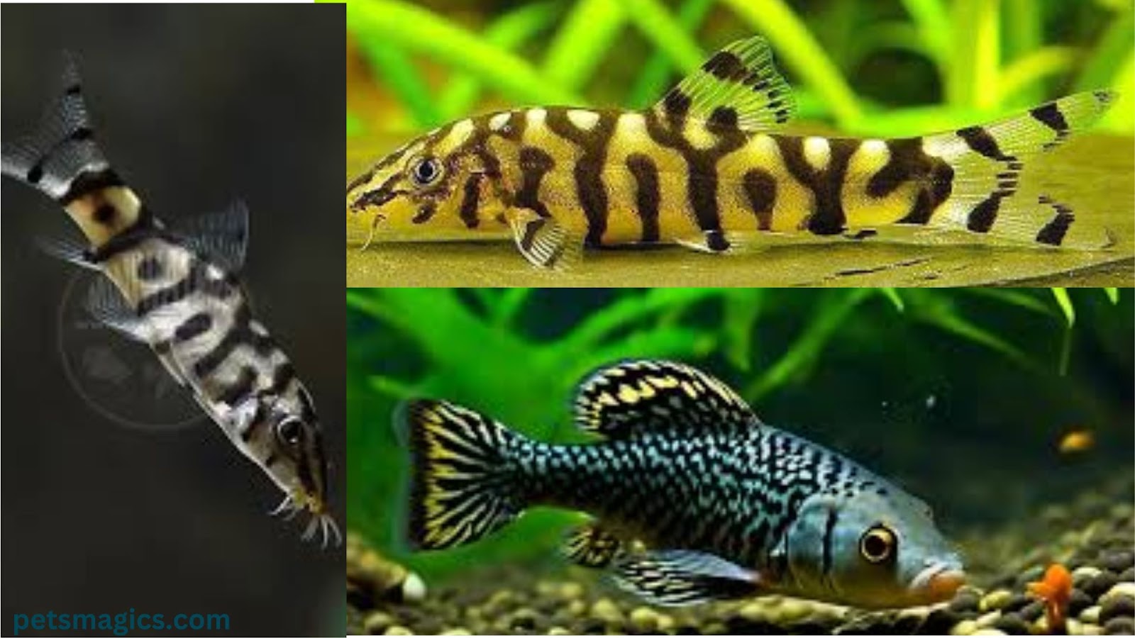 yoyo loach