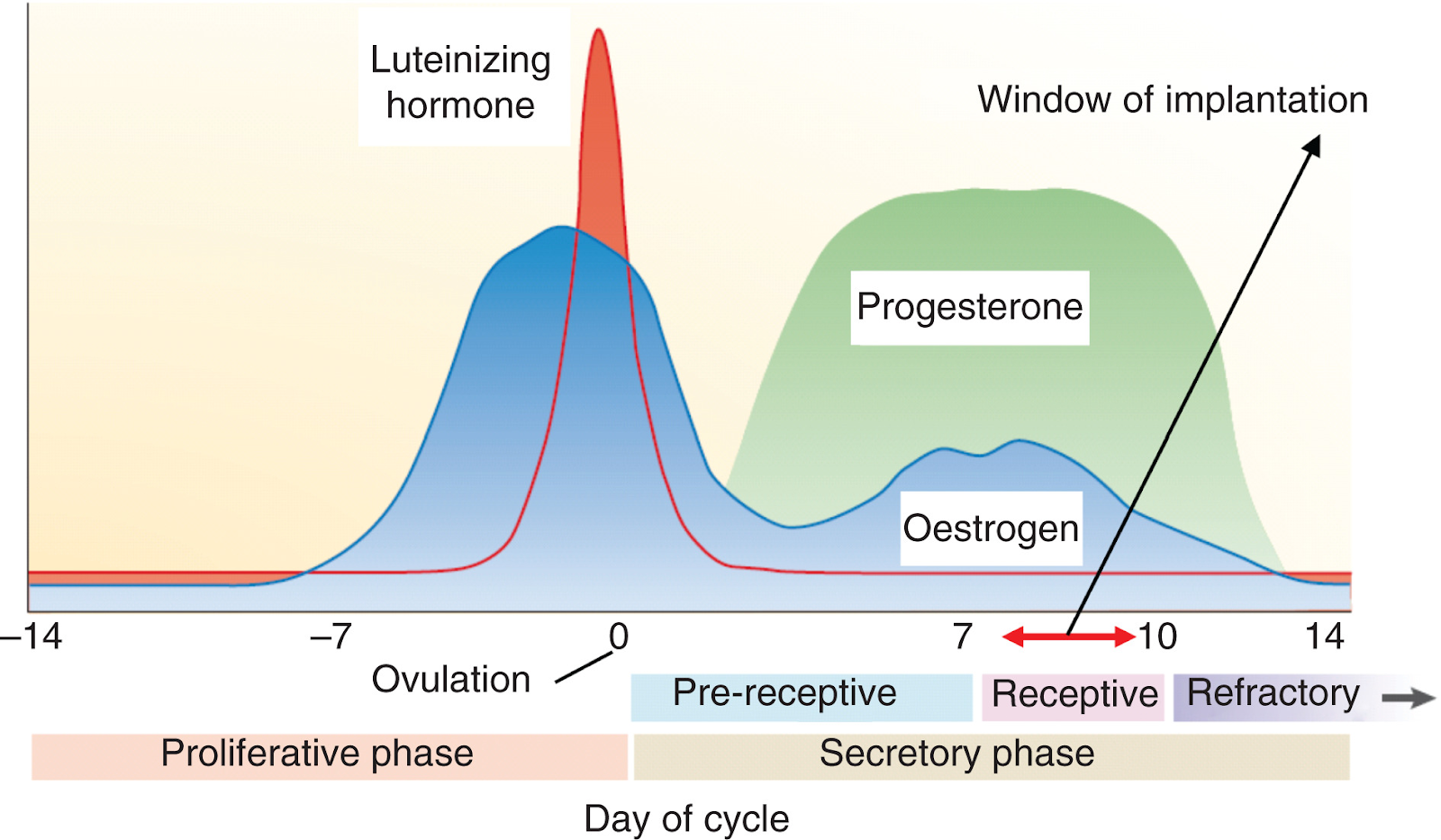 A graph showing the hormone levels during the menstrual cycle. Progesterone is low around day 0 of the cycle.