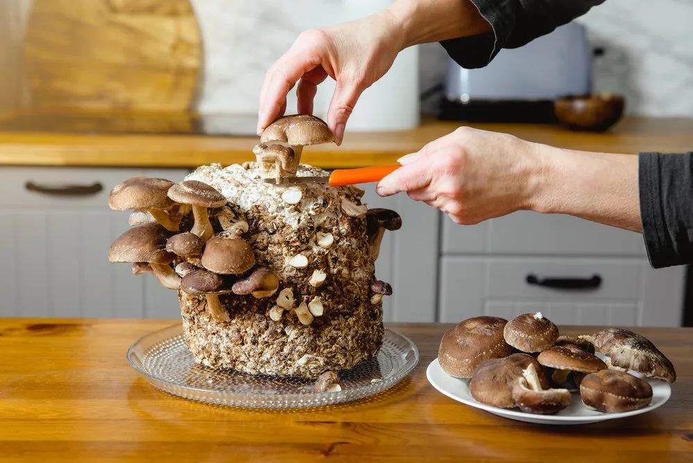 Mushrooms Cultivation