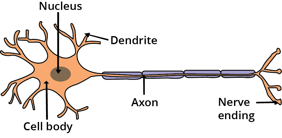 Structure of Neuron