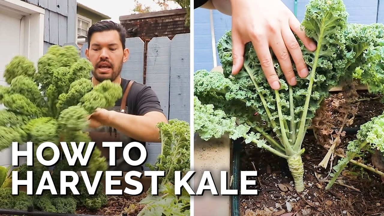 How to harvest Kale