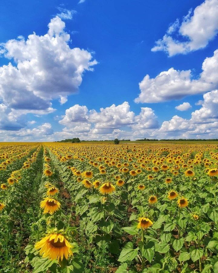 поле з соняшниками