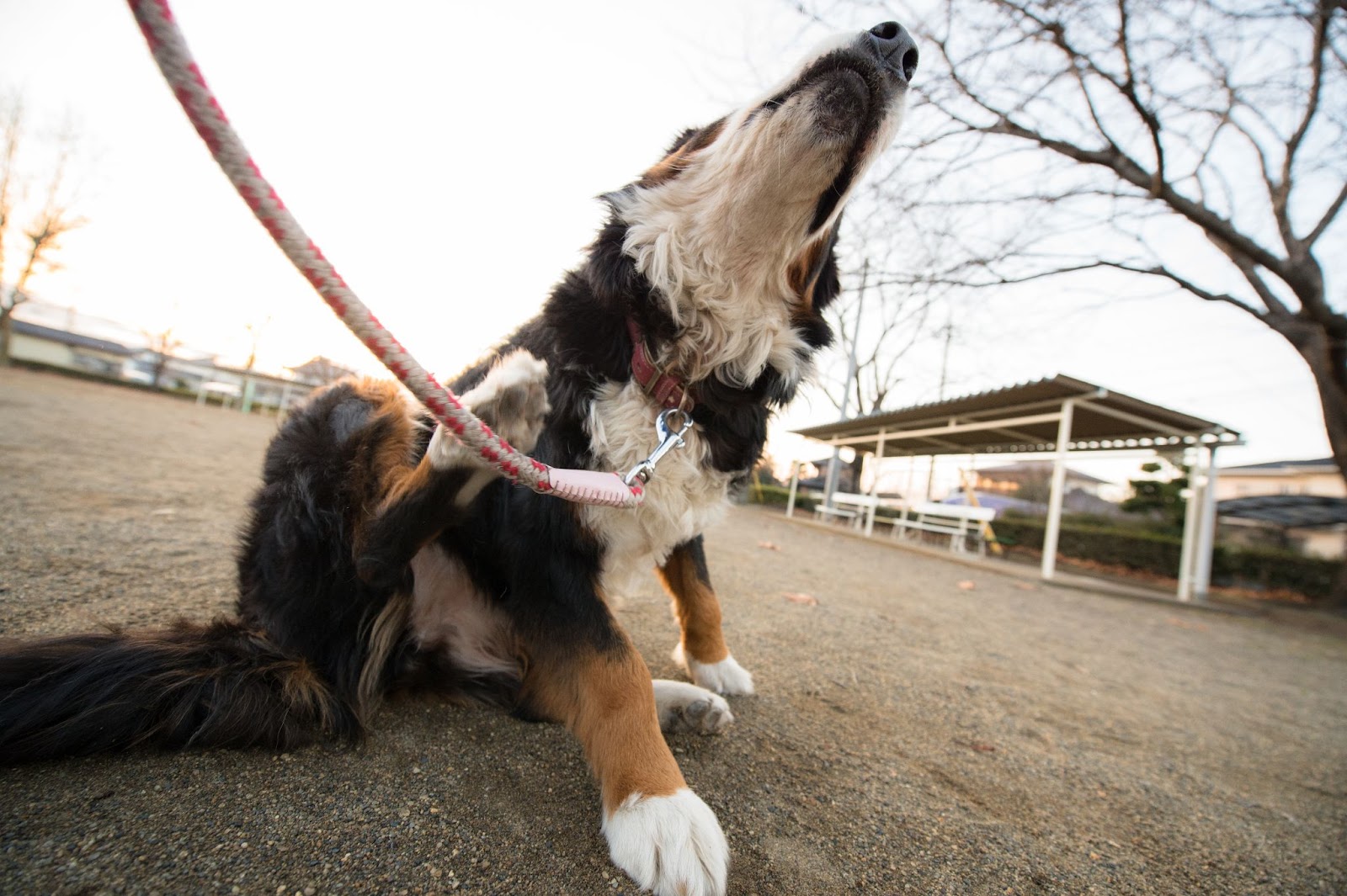 brown and white dog on a leash scratching