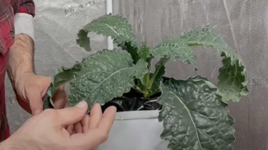 grow your own kale at home