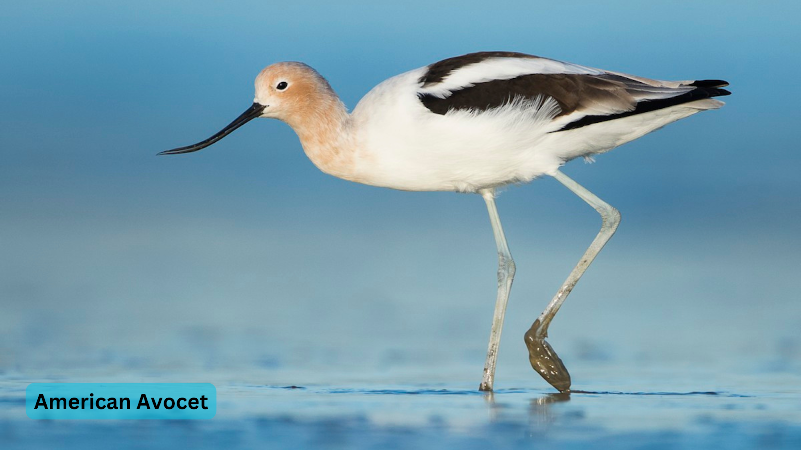 American Avocet