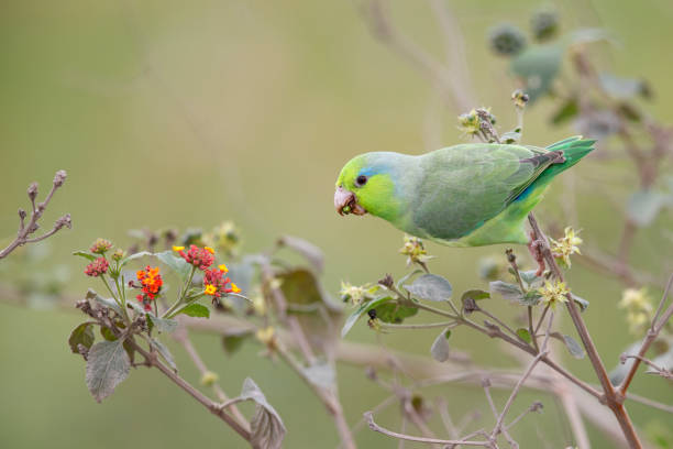 green parrot