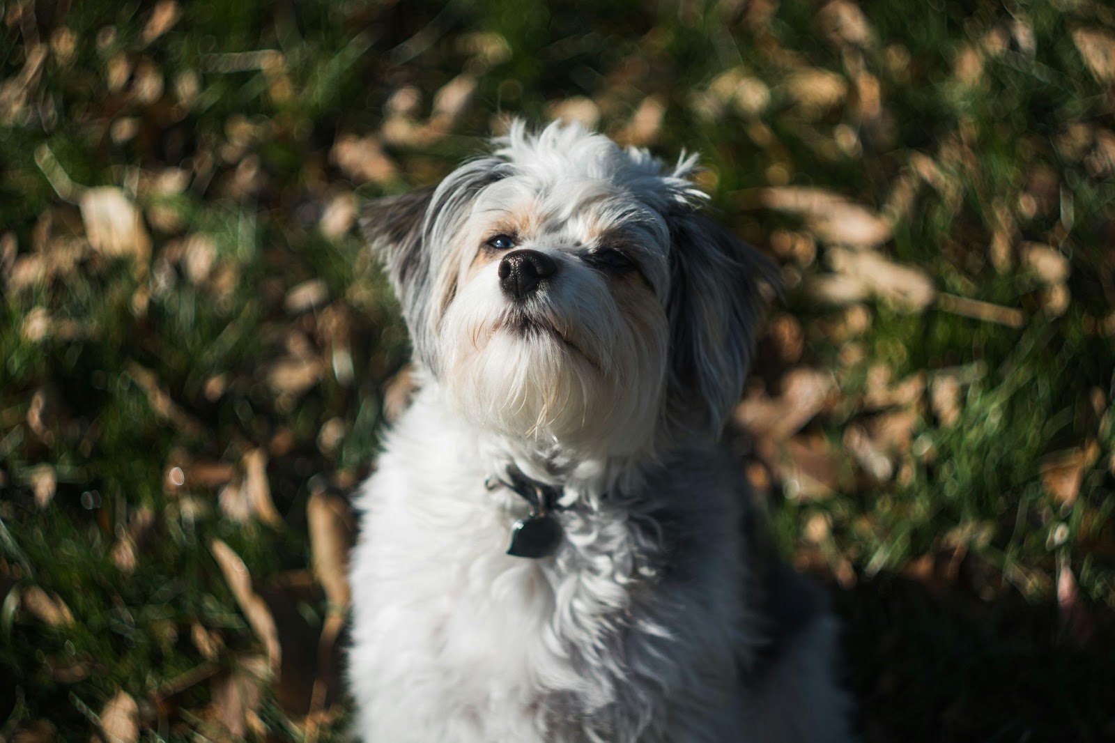 white fluffy dog