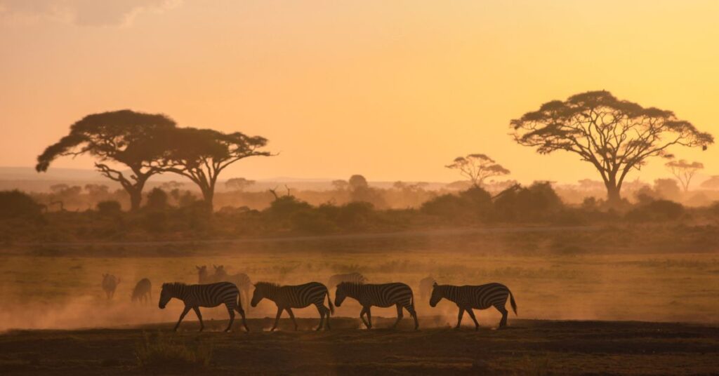 Kosher Safaris for an Unforgettable Experience