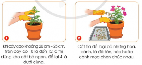 BÀI 6. TRỒNG CÂY VÀ CHĂM SÓC HOA TRONG CHẬU (P1)KHỞI ĐỘNGCâu hỏi: Để chăm sóc cây hoa trong chậu, em cần làm những công việc nào?Giải nhanh:Chuẩn bị vật liệu, vật dụng và dụng cụ.Tưới cây.Bắt sâu.Tỉa cành.1. Trồng và chăm sóc cây hoa cúc chuồn trong chậua. Vật liệu, vật dụng và dụng cụKHÁM PHÁ 1Câu hỏi: Quan sát các hình dưới đây, kể tên các vật liệu, vật dụng, dụng cụ để trồng và chăm sóc cây hoa cúc chuồn trong chậu.Giải nhanh:Cây con.Chậu và đĩa lót.Sỏi dăm.Giá thể.Phân bón NPK.Xẻng nhỏ.Bình tưới cây.Găng tay.Kéo cắt cành.b. Trồng cây hoa cúc chuồn trong chậuKHÁM PHÁ 2Câu hỏi: Quan sát hình và mô tả các thao tác trồng cây hoa cúc chuồn trong chậu.Giải nhanh:1. Dùng xẻng nhỏ xúc sỏi dăm đổ xuống đáy chậu.2. Dùng xẻng nhỏ xúc giá thể đổ vào chậu, cách miệng chậu 2cm - 3cm.3. Dùng xẻng nhỏ tạo một hốc ở giữa chậu, sâu khoảng 5cm.4. Đặt cây con hoa cúc chuồn đứng thẳng vào giữa hốc.5. Lấp giá thể vừa kín gốc và rễ, ấn nhẹ giá thể xung quanh gốc cây cho chắc chắn.6. Tưới nước đủ ẩm xung quanh gốc cây.THẢO LUẬN 1Câu hỏi: Để sỏi dăm xuống đáy chậu có tác dụng gì?Giải nhanh:Để sỏi dăm xuống đáy giúp cho nước dễ dàng lưu thông, đồng thời giữ đất không để nó tràn ra khỏi chậu.c. Chăm sóc cây hoa cúc chuồn trong chậuCung cấp ánh sángKHÁM PHÁ 3Câu hỏi: Quan sát hình và thông tin gợi ý dưới đây, em hãy cho biết vì sao cần cung cấp đầy đủ ánh sáng cho hoa.Giải nhanh:Vì chậu hoa không được cung cấp đầy đủ ánh sáng nên cây không khỏe mạnh, trông gầy và yếu.Tưới nướcKHÁM PHÁ 4Câu hỏi: Dựa vào hình và thông tin dưới đây, em hãy cho biết:1. Dùng dụng cụ nào để tưới nước?2. Nên tưới nước như thế nào cho hợp lí?Giải nhanh:1. Dùng bình tưới cây để tưới nước.2. Nên tưới nước nhẹ nhàng, đủ ẩm vào sáng sớm và chiều muộn.THẢO LUẬN 2Câu hỏi: Vì sao nên tưới nước nhẹ nhàng cho cây hoa?Giải nhanh:Vì tác động mạnh làm cây hoa bị gãy, dập.Bón phânKHÁM PHÁ 5Câu hỏi: Quan sát hình và đọc thông tin dưới đây, em hãy mô tả công việc phân bón cho cây hoa cúc chuồn trồng trong chậu.Giải nhanh:1. Lấy khoảng một thìa cà phê phân bón rắc đều xung quanh gốc 2. Dùng xẻng nhỏ trộn đều phân bón với lớp giá thể phía trên và lấp kín phân bónTHẢO LUẬN 3Câu hỏi: Vì sao không nên bón phân sát gốc cây?Giải nhanh:Vì bón sát gốc cây, cây dễ bị chết.BÀI 6. TRỒNG CÂY VÀ CHĂM SÓC HOA TRONG CHẬU (P2)