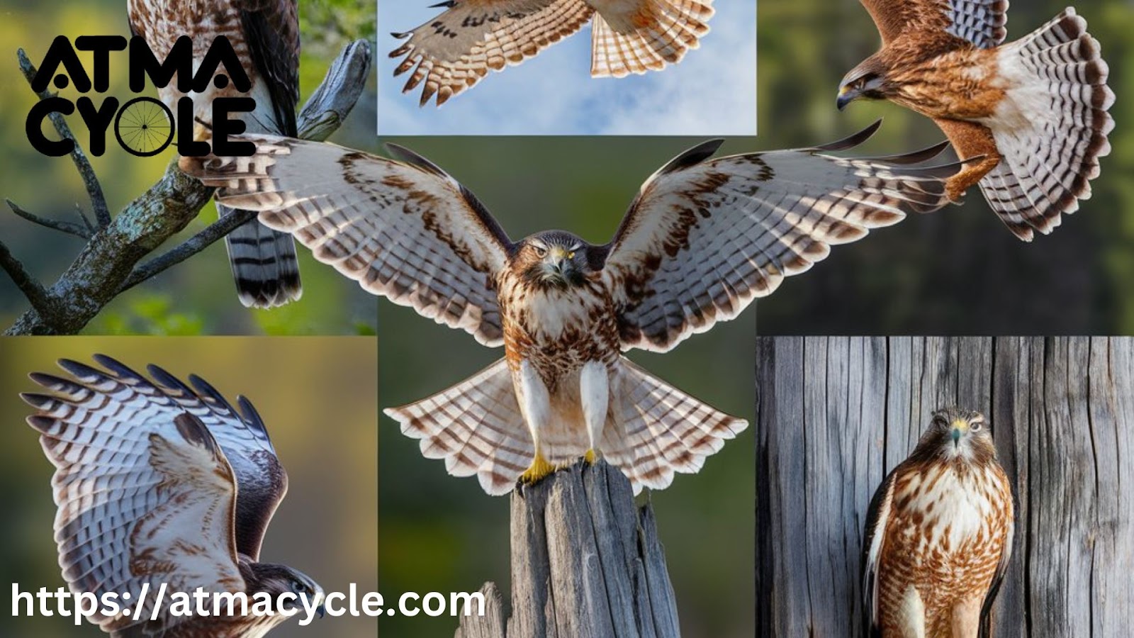 Types of Hawk Encounters and Their Meanings