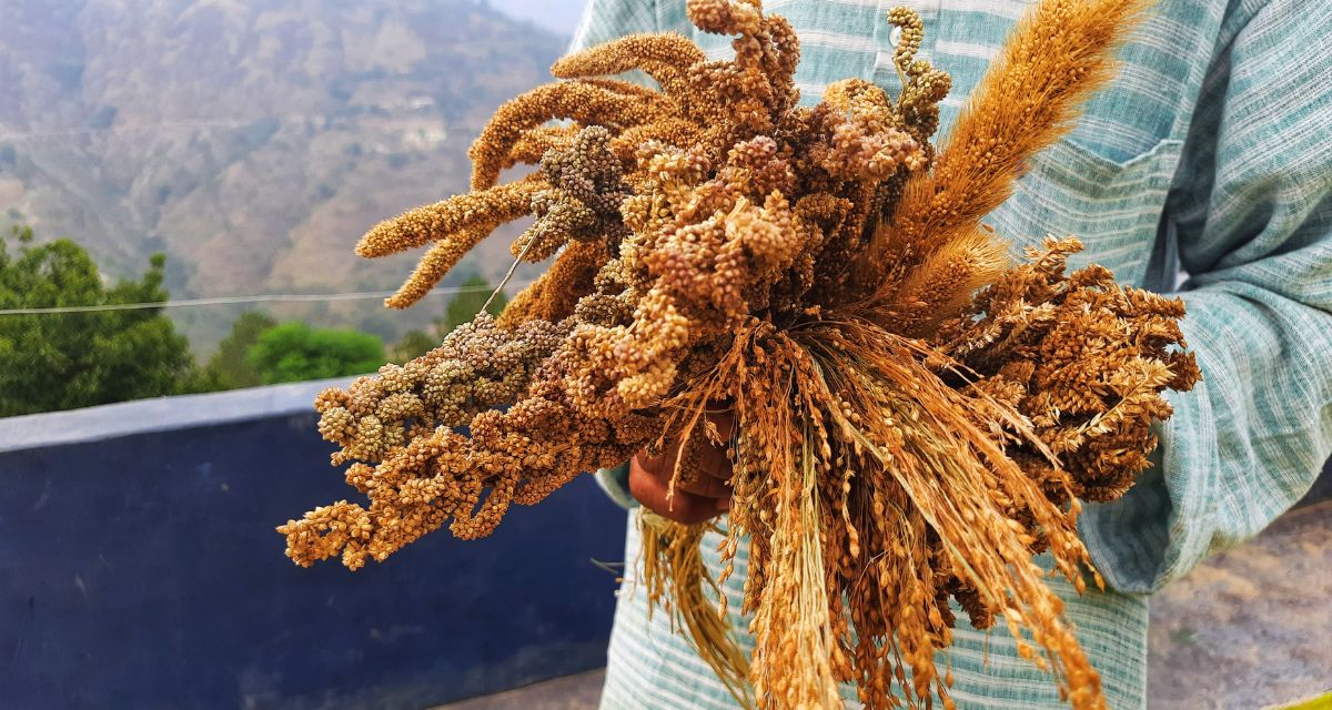 farming techniques in india