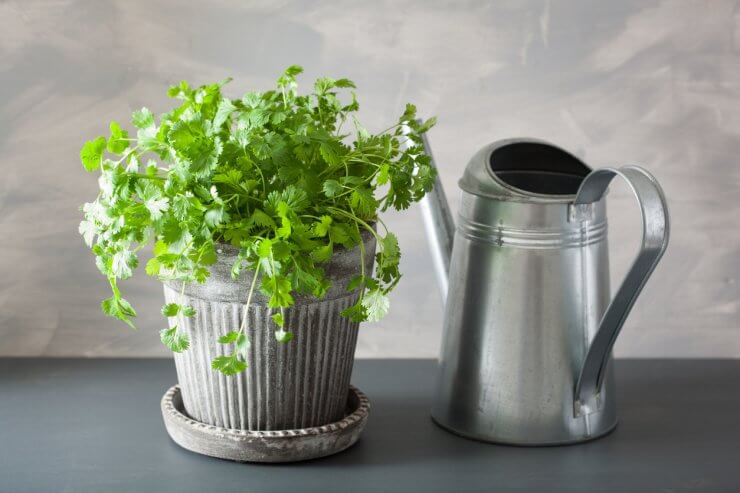 Watering Cilantro