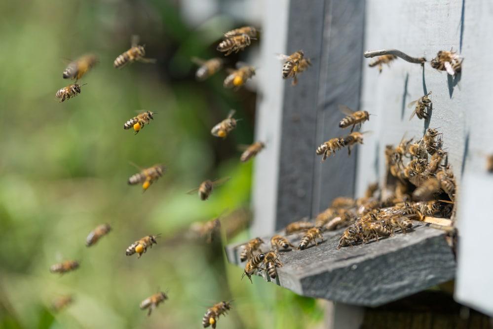 Cómo revisar una colmena de abejas - Sin categorizar