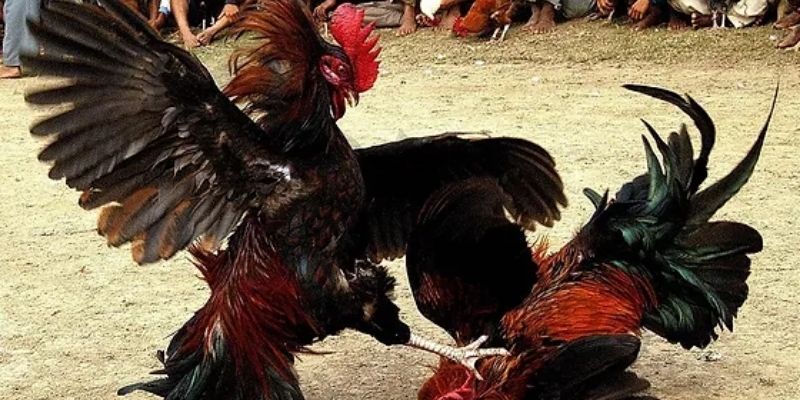 Đá Gà OK88 – Sân chơi đỉnh cao cho dân cược mê gà chiến