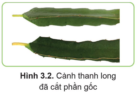 BÀI 3. THỰC HÀNH NHÂN GIỐNG CÂY ĂN QUẢ BẰNG PHƯƠNG PHÁP GIÂM CÀNH