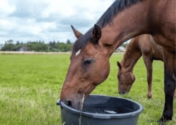 Supplements for FFWS in Horses