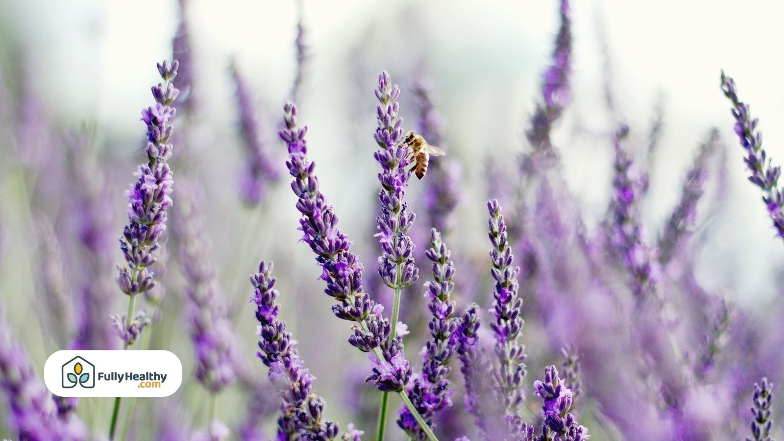 Blooming lavender with a honeybee collecting nectar in bright daylight