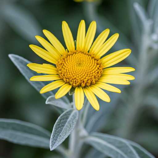 How to Grow Silver-weed Flowers: A Comprehensive Guide