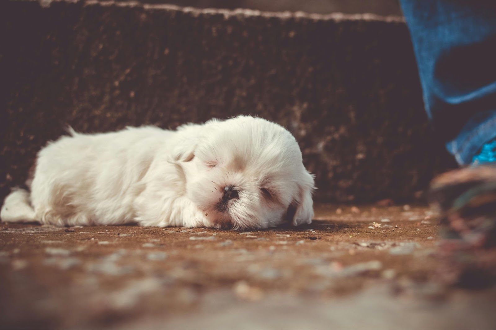 White Puppy Sleeping on Floor