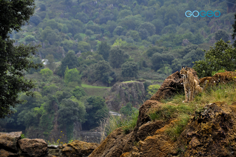 A Leopard sitting on a rock in a forest