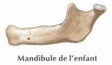 F:\radiologie ahmed\DR _MOUMEN\planches\010-1.JPG