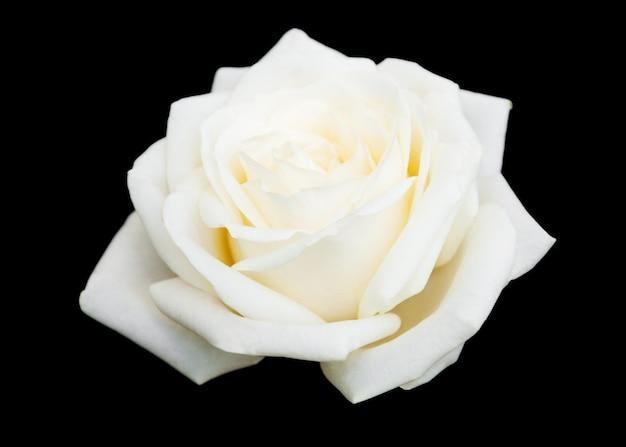 The Elegance of a White Rose: A Symbol of Pure Love