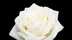 The Elegance of a White Rose: A Symbol of Pure Love