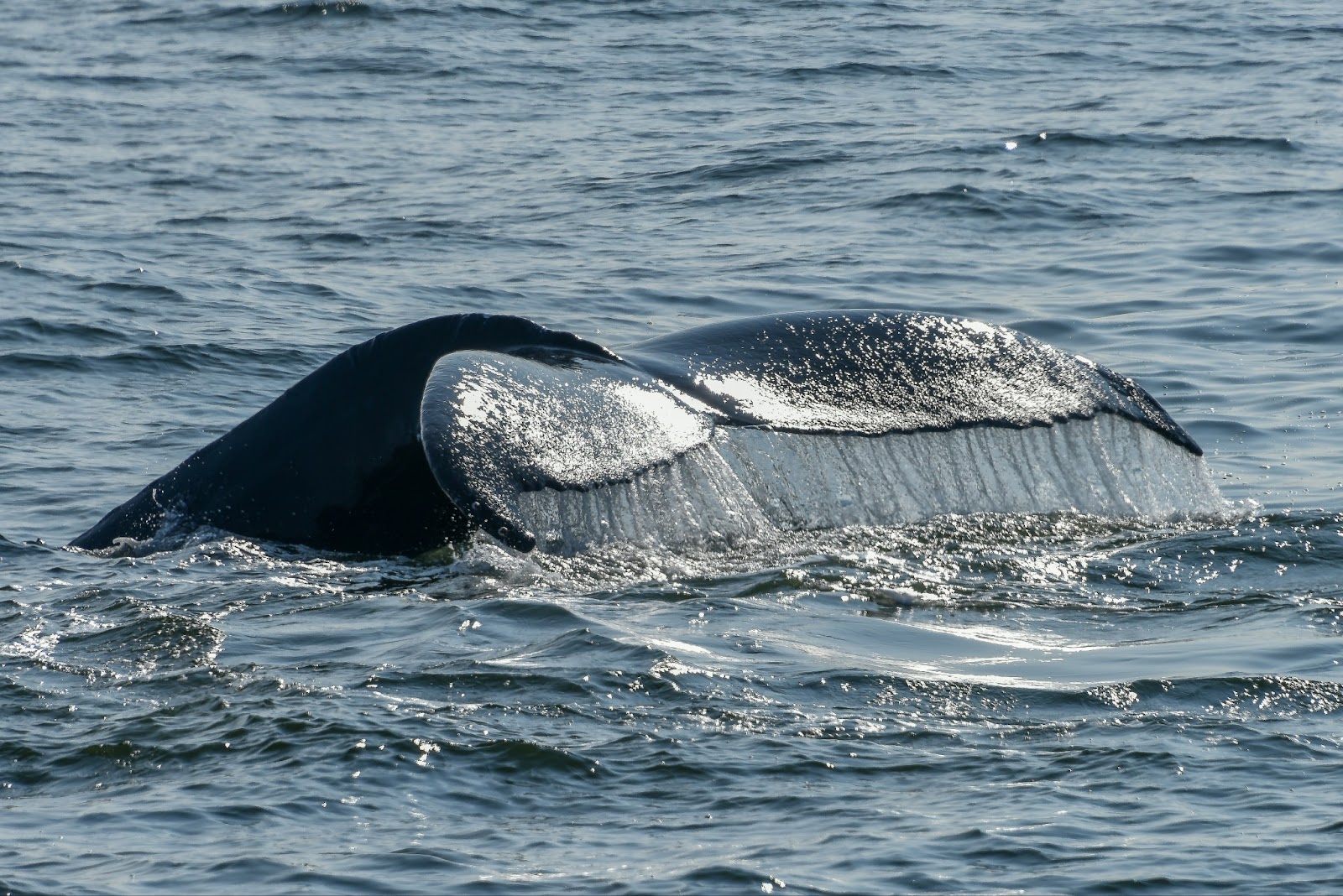 Witness the majesty of humpback whales in Banderas Bay.