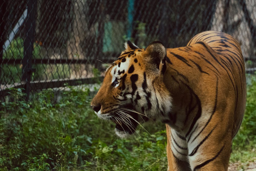 Close-Up Portrait of Bengal Tiger in Natural Habitat