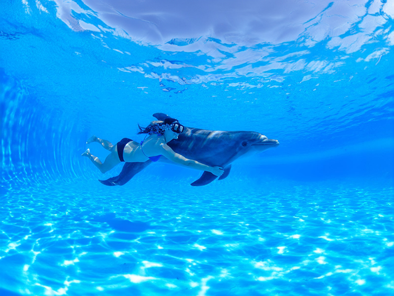 Woman swimming with dolphin