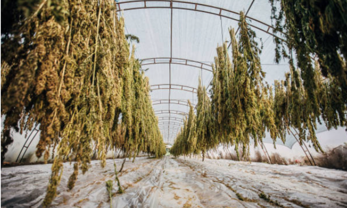 How to Properly Harvest Marijuana Buds