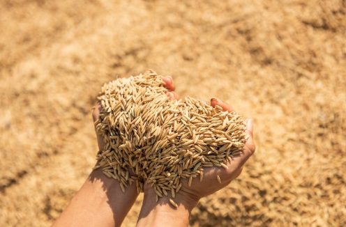 Mini Rice Mill Business in Bihar