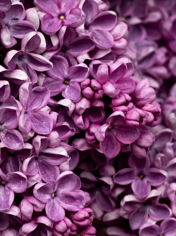 Lilac