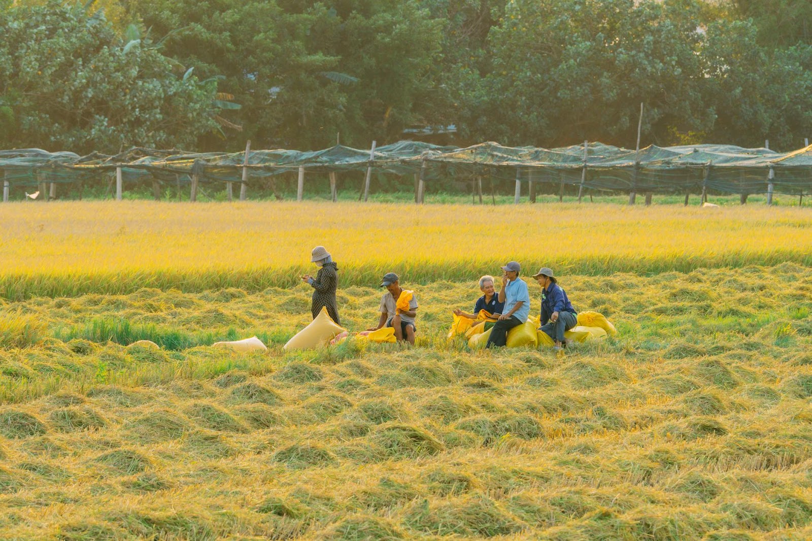 https://www.pexels.com/photo/farmers-harvesting-rice-in-quy-nh-n-vietnam-30228302/