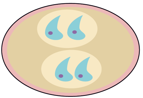 Cyclospora