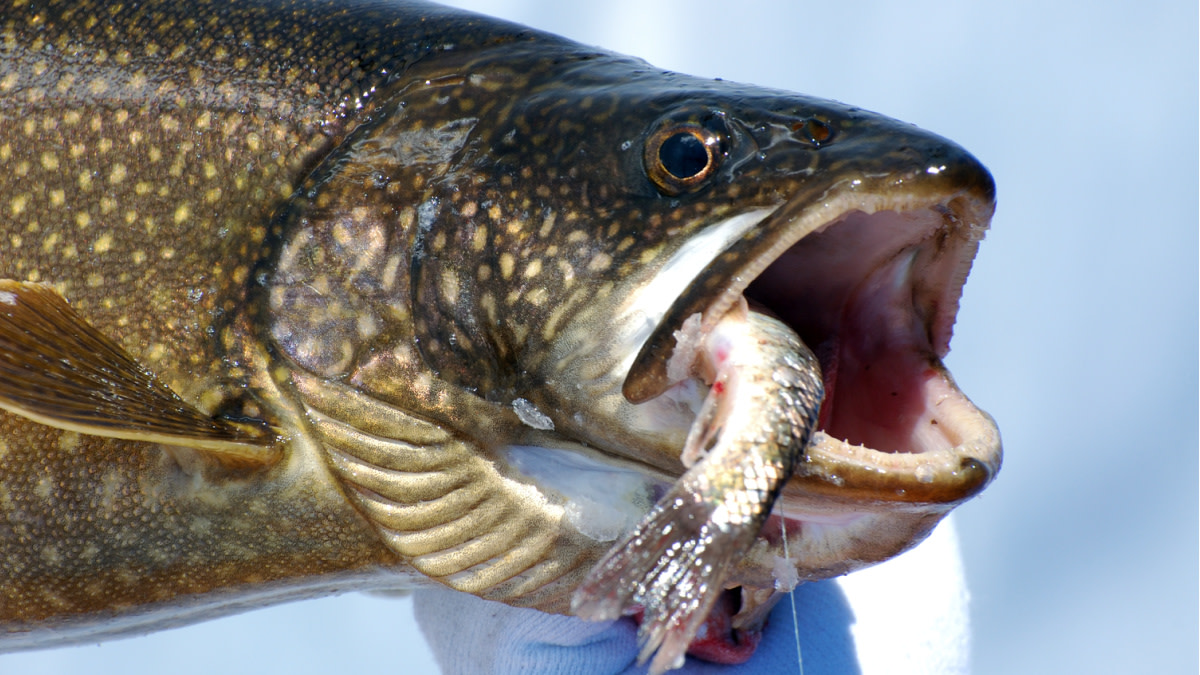 How to Catch Lake Trout: Proven Tips and Expert Techniques