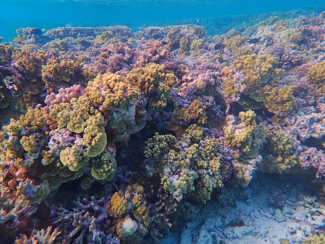 Acropora table cora