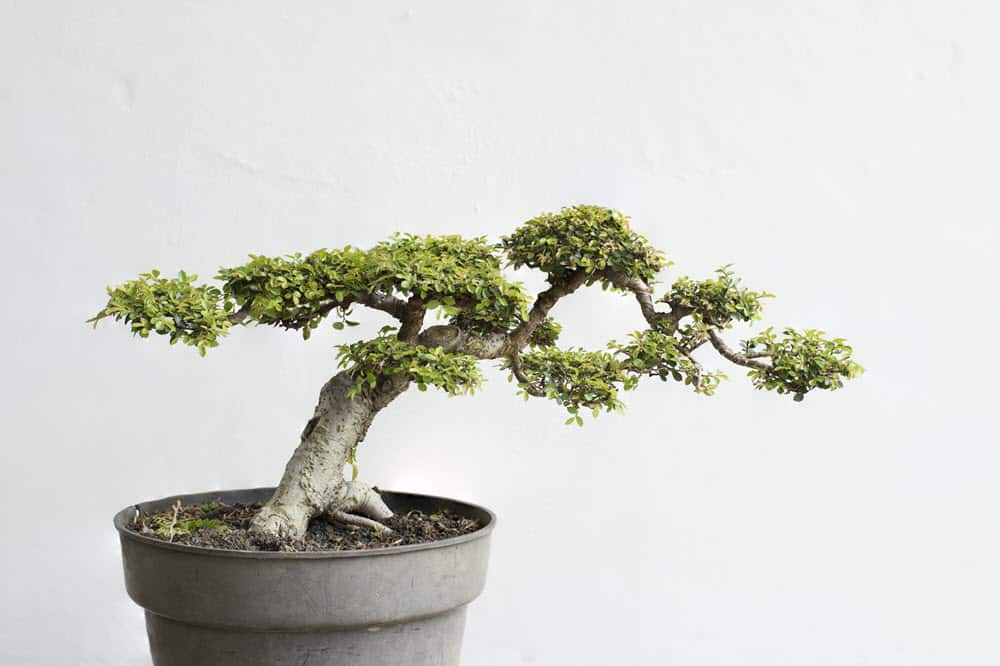 chinese elm bonsai