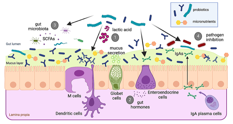 A diagram of a cell structure

Description automatically generated