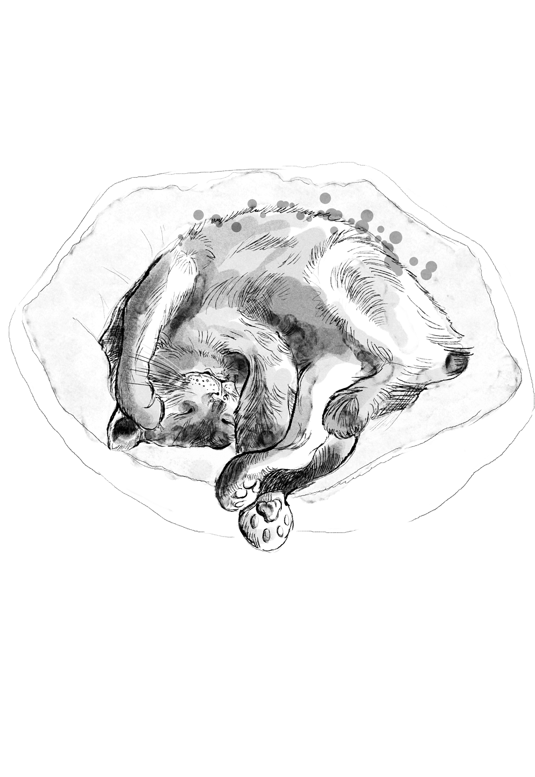 Katzenbuch_schnurren_BW.png