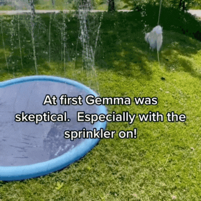 Doggy Splash Pad – 50% Off Sale