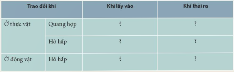 BÀI 28. TRAO ĐỔI KHÍ Ở SINH VẬT MỞ ĐẦUCâu hỏi: Hình bên thể hiện sự trao đổi khí ở người. Trao đổi khí là gì? Quá trình trao đổi khí diễn ra như thế nào ở cơ thể động vật và thực vật?Đáp án chuẩn:Trao đổi khí là quá trình trao đổi sinh vật lấy O2 hoặc CO2, đồng thời thải ra môi trường khí với môi trường O2 hoặc CO2 diễn ra theo cơ chế khuếch tán. Động vật trao đổi khí qua quá trình hô hấp. Thực vật trao đổi khí qua quang hợp và hô hấp.I. TRAO ĐỔI KHÍ Ở SINH VẬTCâu 1: Đọc thông tin trên rồi hoàn thành nội dung theo mẫu Bảng 28.1Đáp án chuẩn:Trao đổi khíKhí lấy vàoKhí thải raỞ thực vậtQuang hợpCO2O2Hô hấpO2CO2Ở động vậtHô hấpO2CO2Câu 2: Trao đổi khí có liên quan gì với hô hấp tế bào?Đáp án chuẩn:Trao đổi khí lấy khí oxygen để cung cấp nguyên liệu cho hô hấp tế bào. Khí carbon dioxide tạo ra từ hô hấp tế bào sẽ được thải ra ngoài qua trao đổi khí.II. TRAO ĐỔI KHÍ Ở THỰC VẬTCâu 1: Cấu tạo tế bào khí khổng phù hợp với chức năng trao đổi khí ở thực vật như thế nào?Đáp án chuẩn:- Khi tế bào hạt đậu trương nước, thành mỏng căng ra → thành dày cong theo → Khí khổng mở rộng giúp thực hiện trao đổi khí.- Khi tế bào hạt đậu mất nước, thành mỏng hết căng, thành dày duỗi thẳng → Khí khổng đóng lại nhưng không đóng hoàn toàn để đảm bảo trao đổi khí vẫn có thể diễn ra.Câu 2: Quan sát Hình 28.1, cho biết sự khác nhau giữa quá trình trao đổi khí qua khí khổng trong hô hấp và quang hợp.Đáp án chuẩn:Trong quang hợp, khí khổng mở cho CO2 từ môi trường khuếch tán vào lá và O2 từ lá khuếch tán vào môi trường qua khí khổng.Câu 3: Quá trình trao đổi khí chịu ảnh hưởng của những yếu tố nào? Cây bị thiếu nước ảnh hưởng như thế nào đến quá trình trao đổi khí?Đáp án chuẩn:- Yếu tố: ánh sáng, nước.- Khi cây bị thiếu nước, thành mỏng hết căng và thành dày duỗi thẳng, khí khổng đóng lại → quá trình trao đổi khí bị ảnh hưởng.III. TRAO ĐỔI KHÍ Ở ĐỘNG VẬT